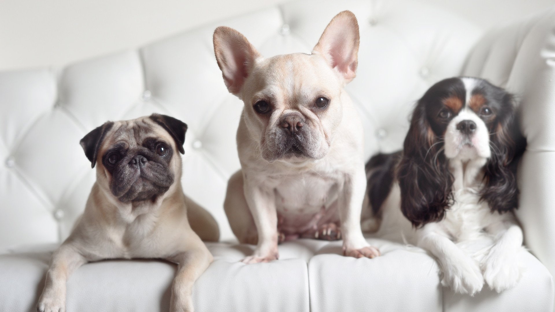 雄鹿压制吉林队，詹姆斯关键先生本色尽显